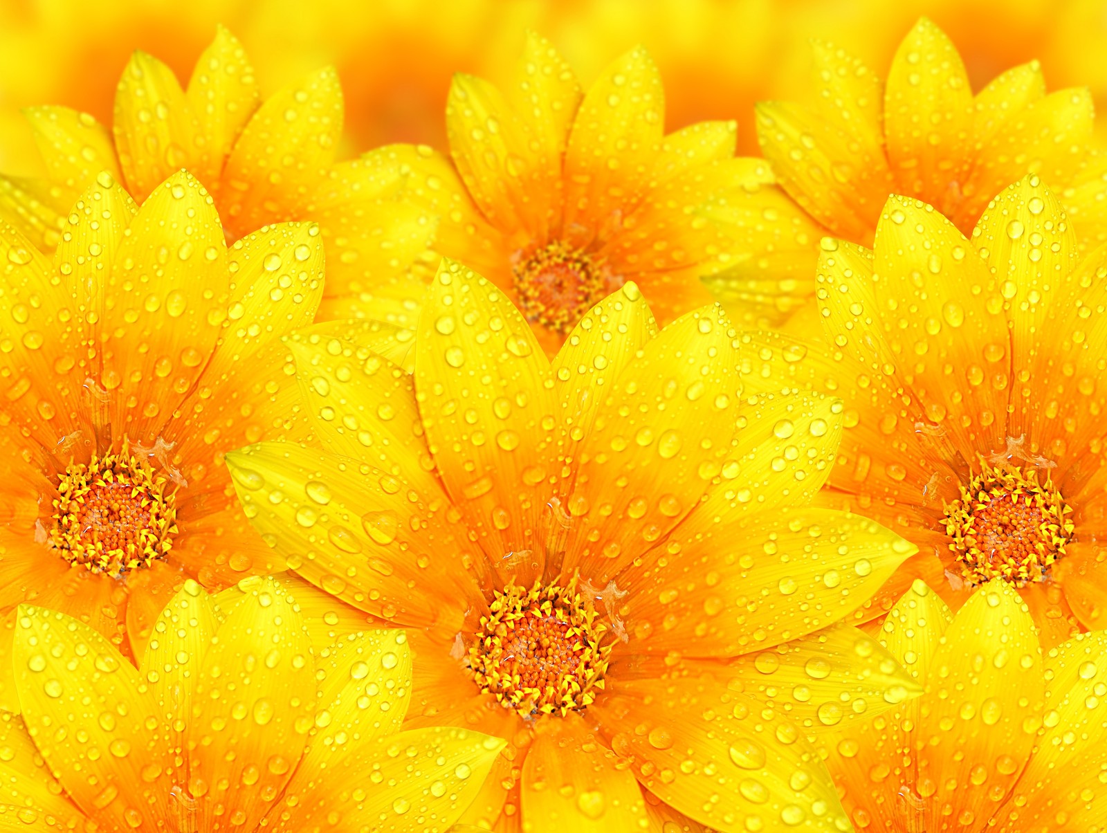 Yellow flowers with water droplets on them (flower, yellow, tulip, petal, orange)