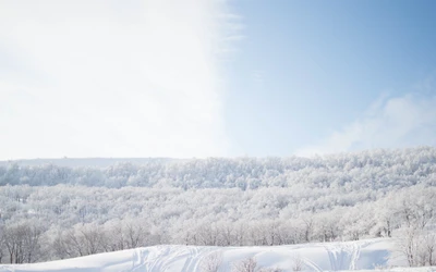 Frost-Covered Landscape Under a Clear Winter Sky