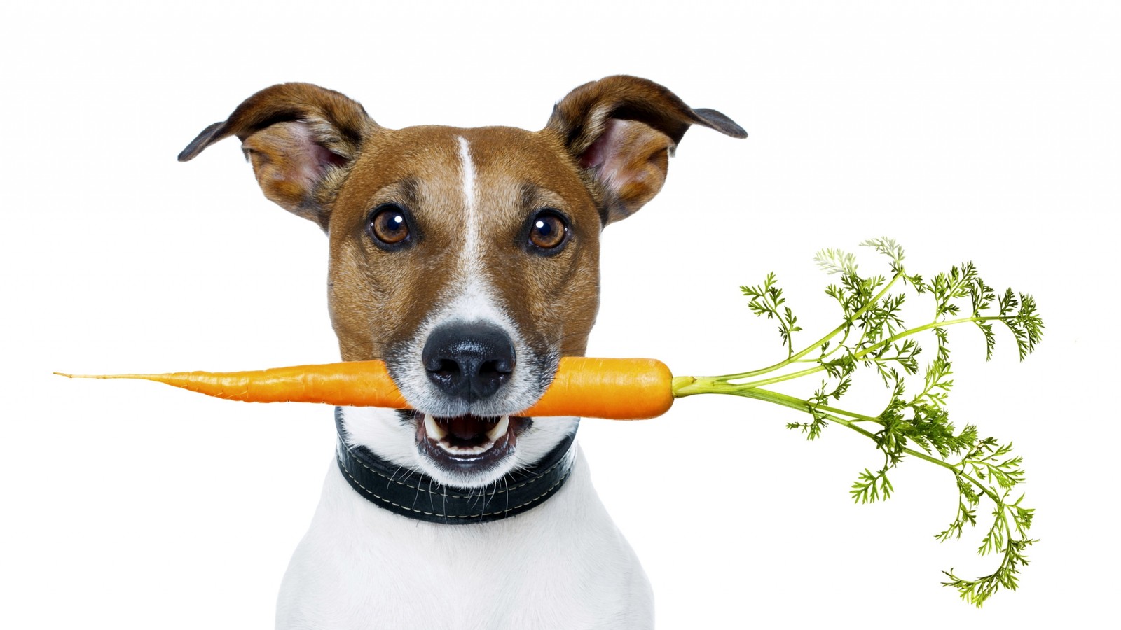 Há um cachorro segurando uma cenoura na boca (ração para cães, raça de cachorro, focinho, cão de companhia, coleira de cachorro)