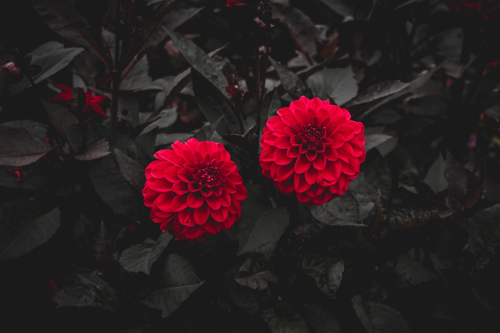 Two red flowers in a garden with dark leaves (flower, bud, red, petal, pink)