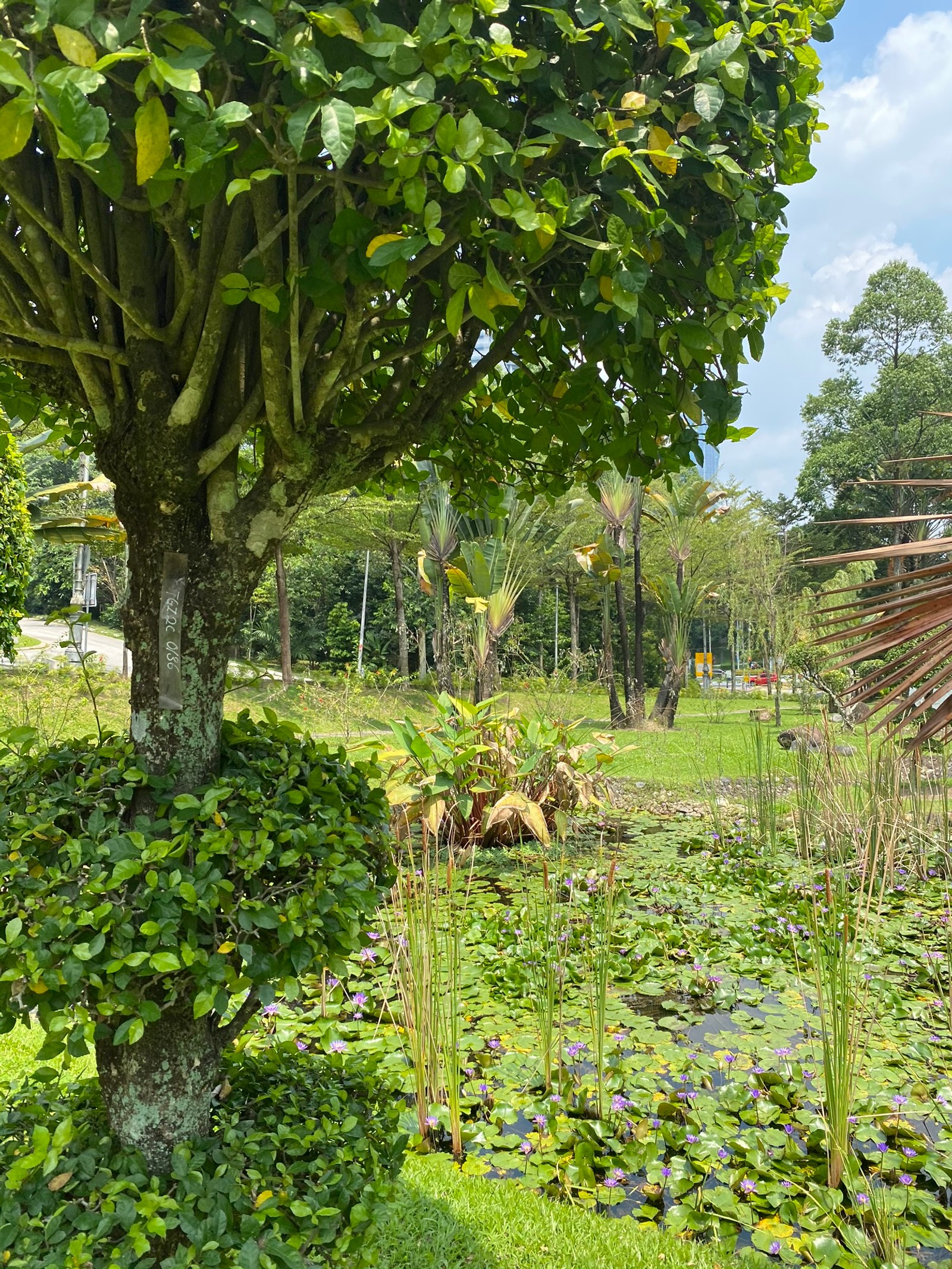 Hay un árbol al lado de un estanque com nenúfares (vegetación, jardín botánico, hoja, flora, planta)