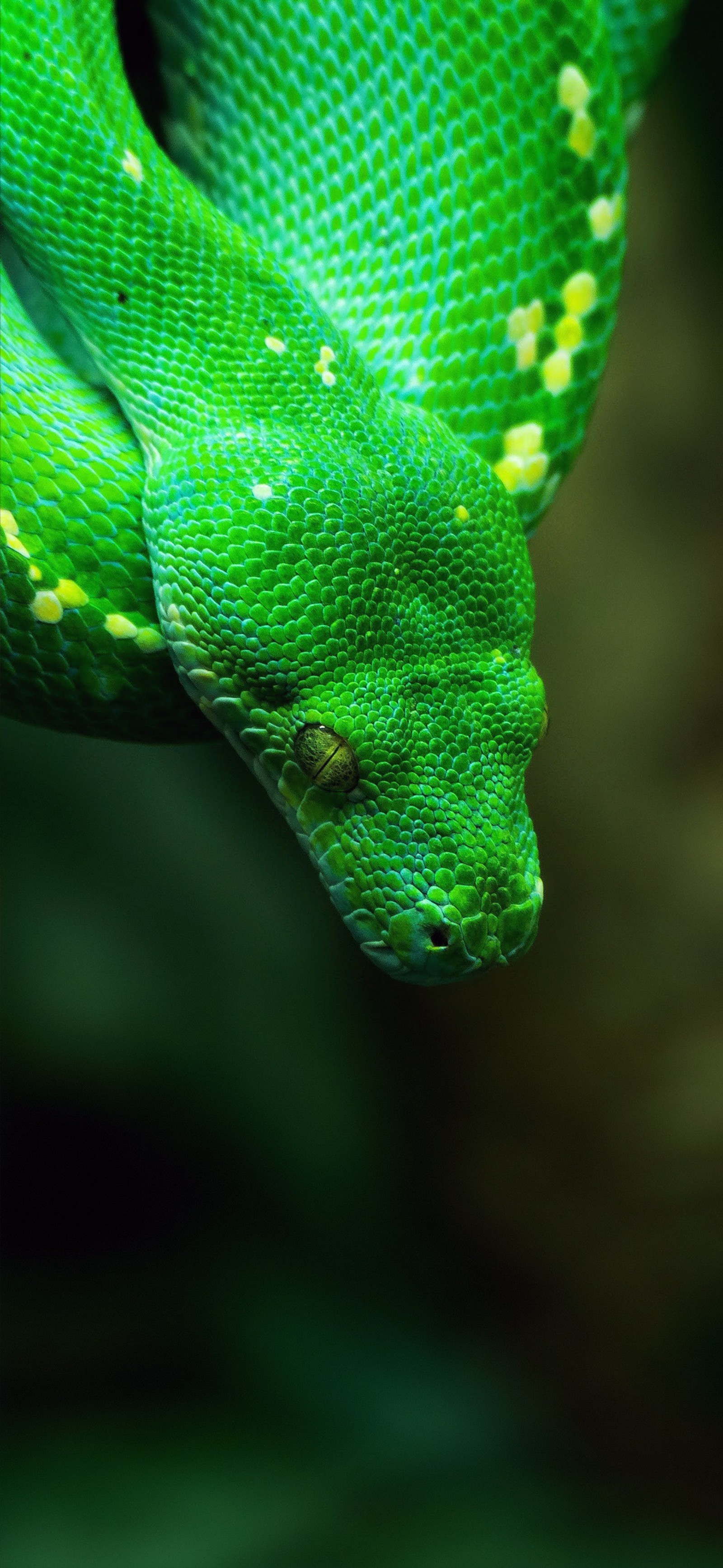 Um close em uma cobra verde com fundo preto (grande plano, mamba verde ocidental, python, réptil, líquido)