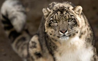 Léopard des neiges majestueux dans son habitat naturel