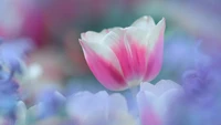 Close-Up of a Vibrant Pink Tulip Amidst a Soft Floral Background