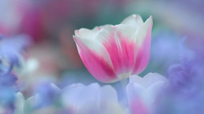 Close-up de um vibrante tulipa rosa em um suave fundo floral