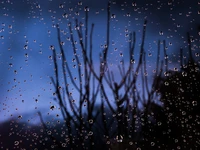 Dew-kissed branches against a moody blue sky.