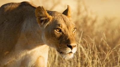 lion, lion hunting, wildlife, terrestrial animal, whiskers