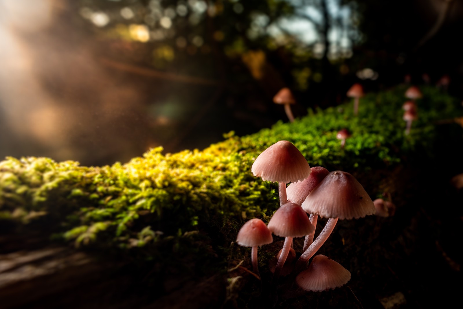 Setas sobre un tronco cubierto de musgo en el bosque con el sol brillando a través de los árboles (primer plano, niño, ligero, naturaleza, pasto)