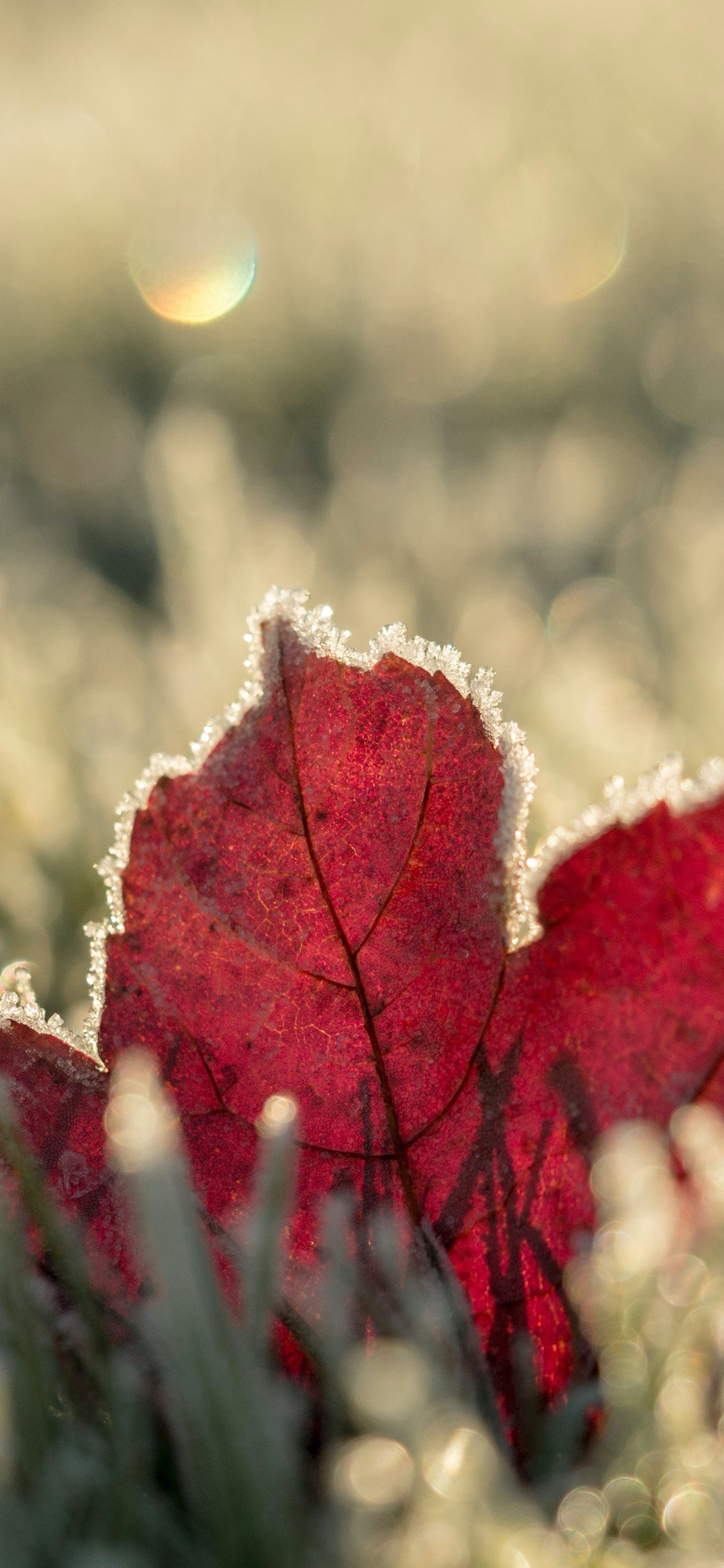 Arafed leaf with frost on it laying in the grass (winter, autumn, plant, light, nature)