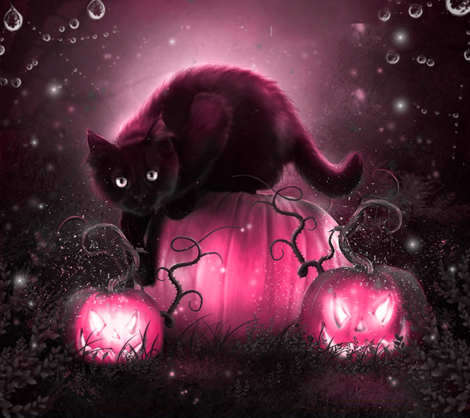 halloween, kitty wallpaper