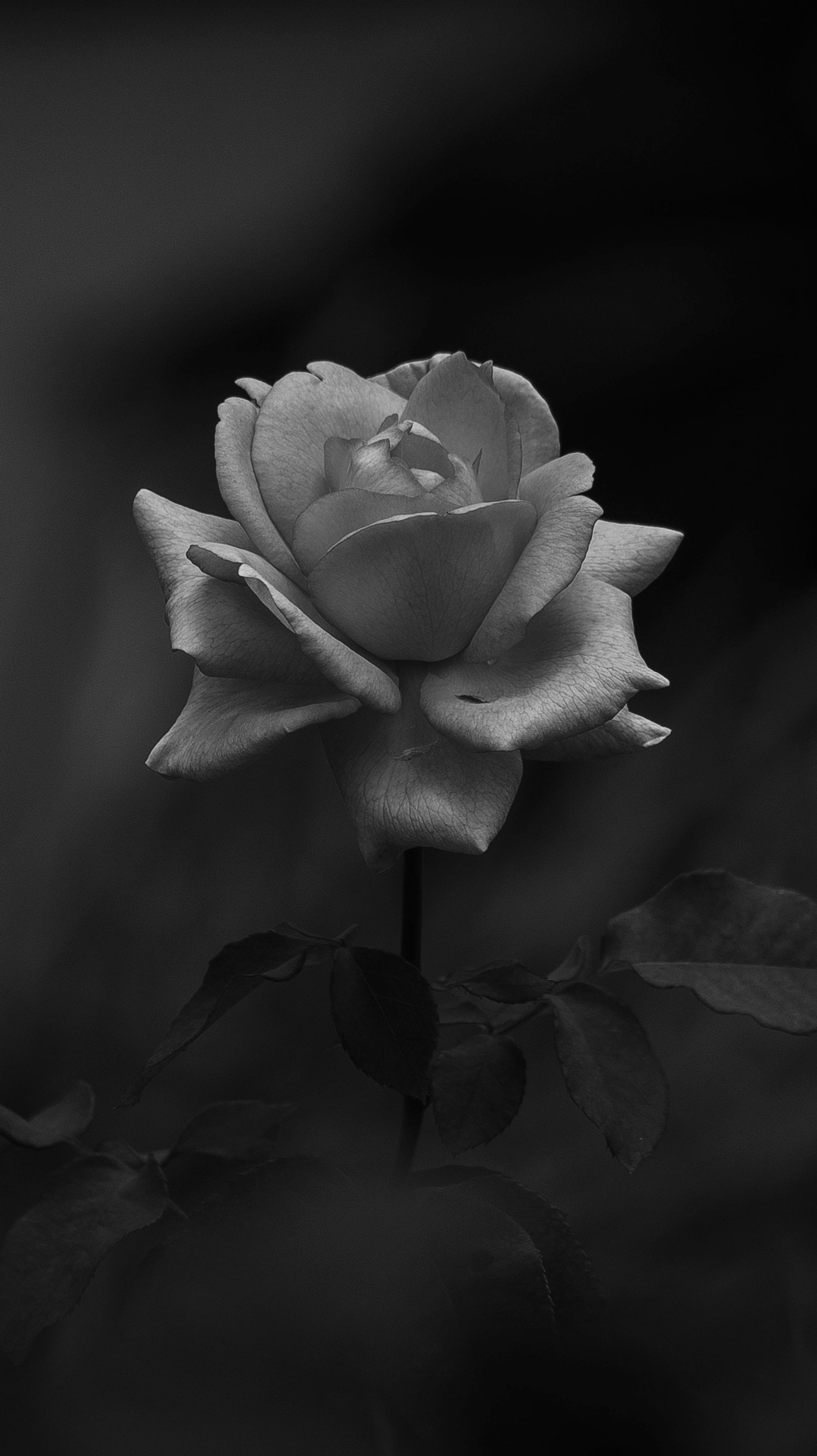 Un primer plano de una sola rosa blanca en una foto en blanco y negro (oscuro, rosa)