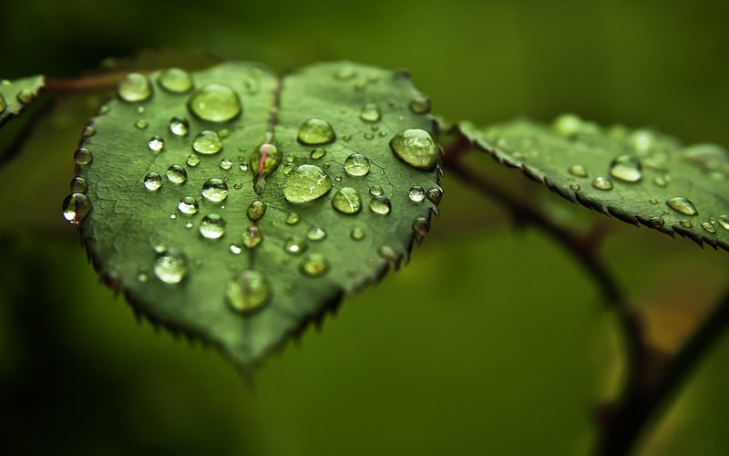 Крупный план листа с каплями воды. (зелёный, water leaves)