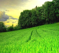 Üppiges grünes Feld unter einem dramatischen Himmel