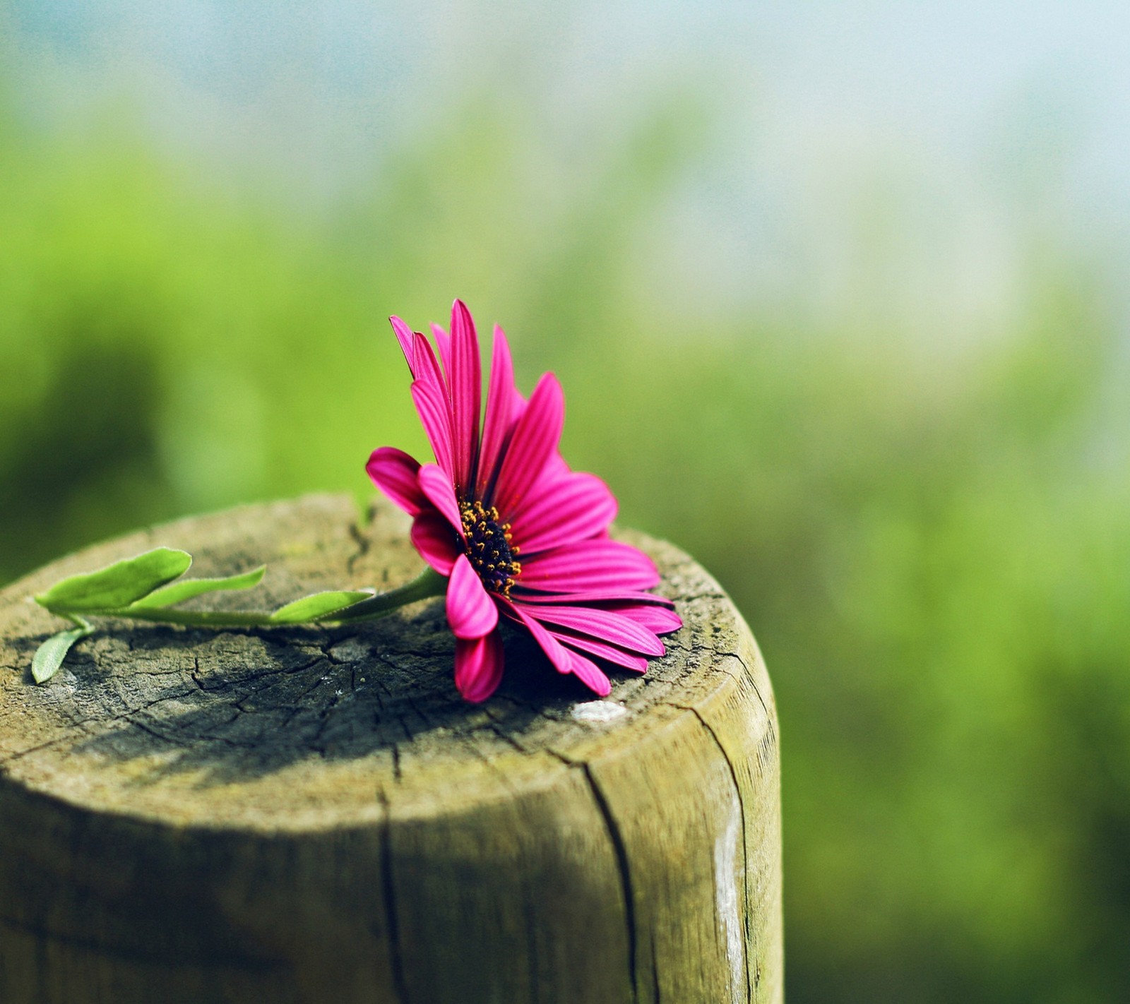 Hay una flor rosa en la parte superior de un poste de madera (flor, encantador, agradable, rosa)