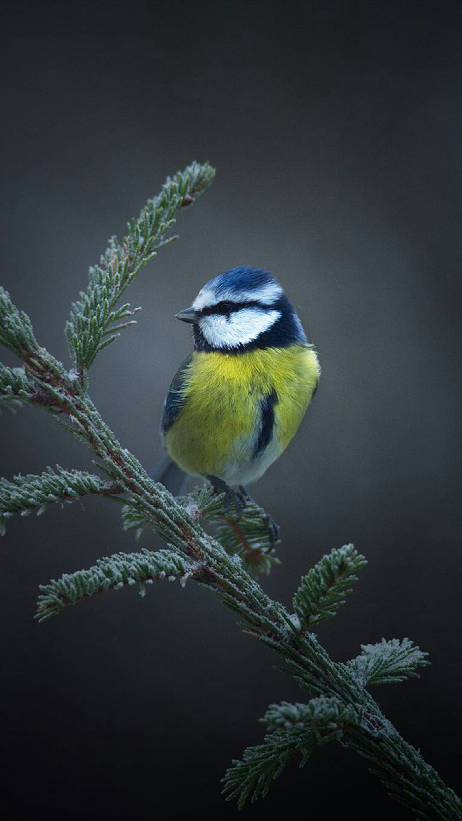 Ein kleiner vogel sitzt auf einem ast eines baumes (vogel, zweig, niedlich, natur, kiefer)