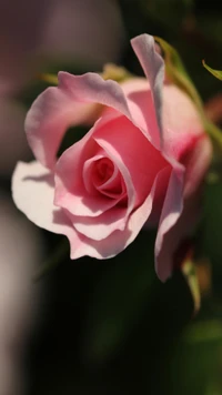 pink, rose