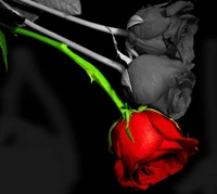 Rose rouge vibrante parmi des fleurs noires et blanches