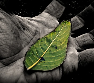 hand, leaf