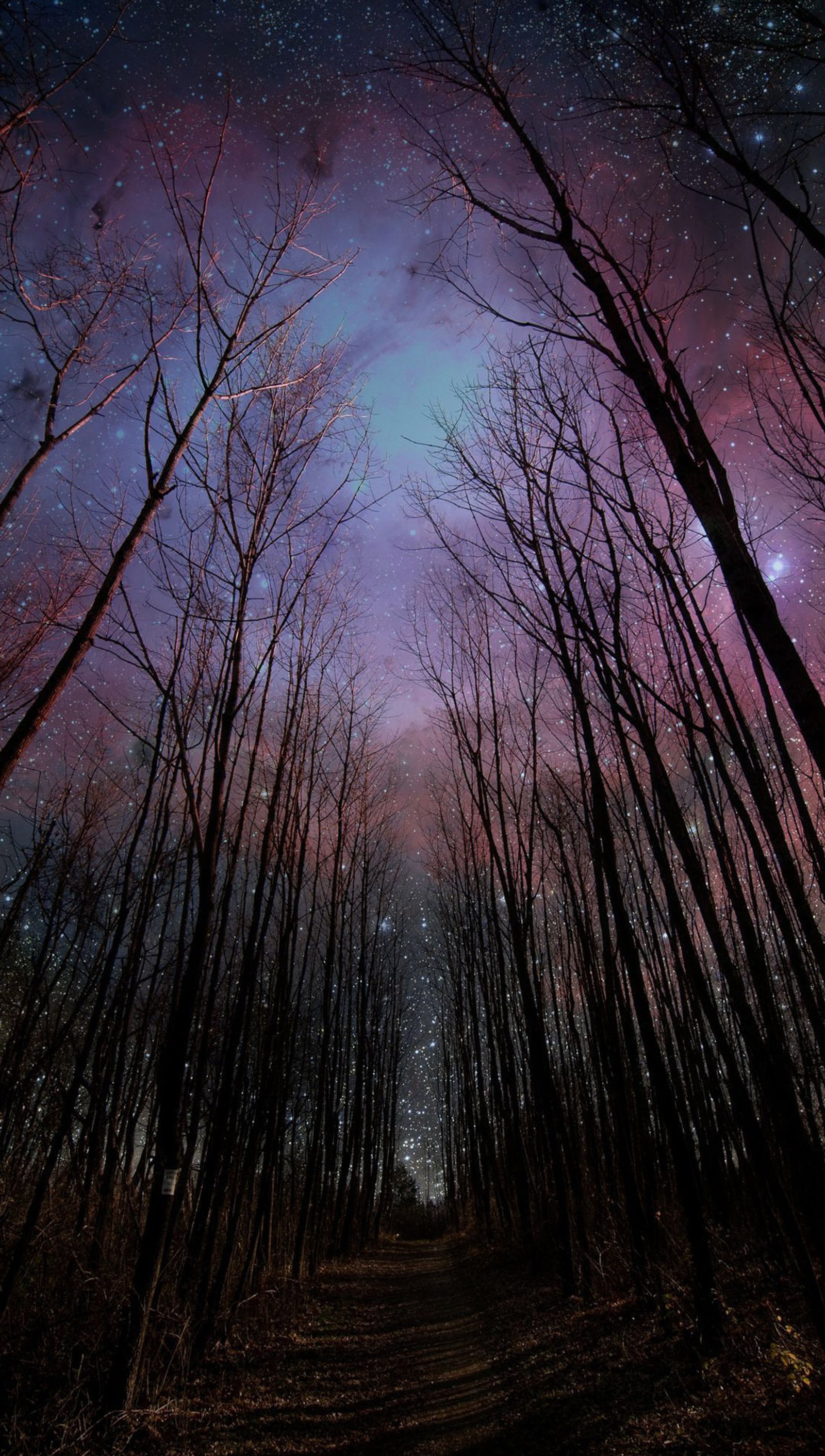 Des arbres et un sentier dans les bois sous un ciel étoilé (sdf)