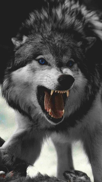 Fierce Wolf Displaying Anger and Intensity