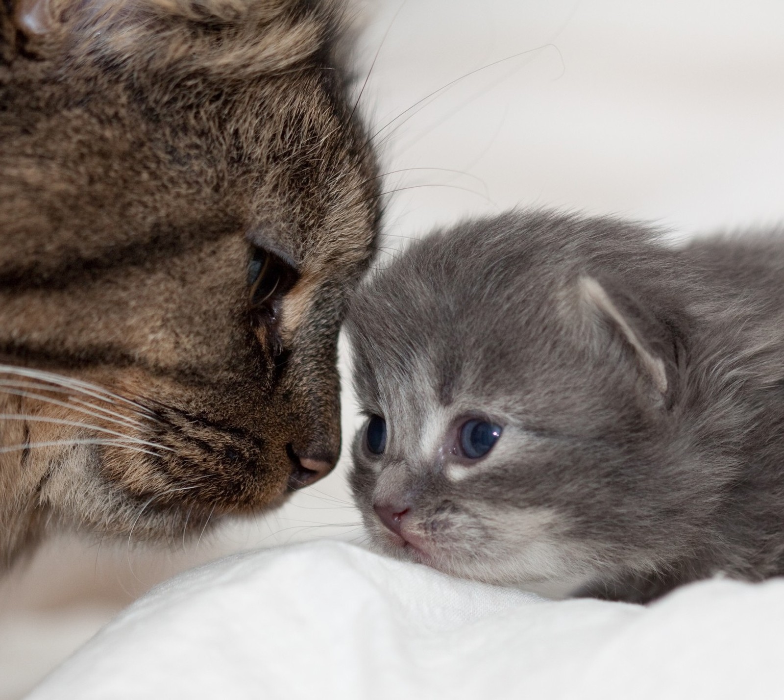 Há um gato e um gatinho deitados juntos (melhor, gato, gatos, legal, gatinho)