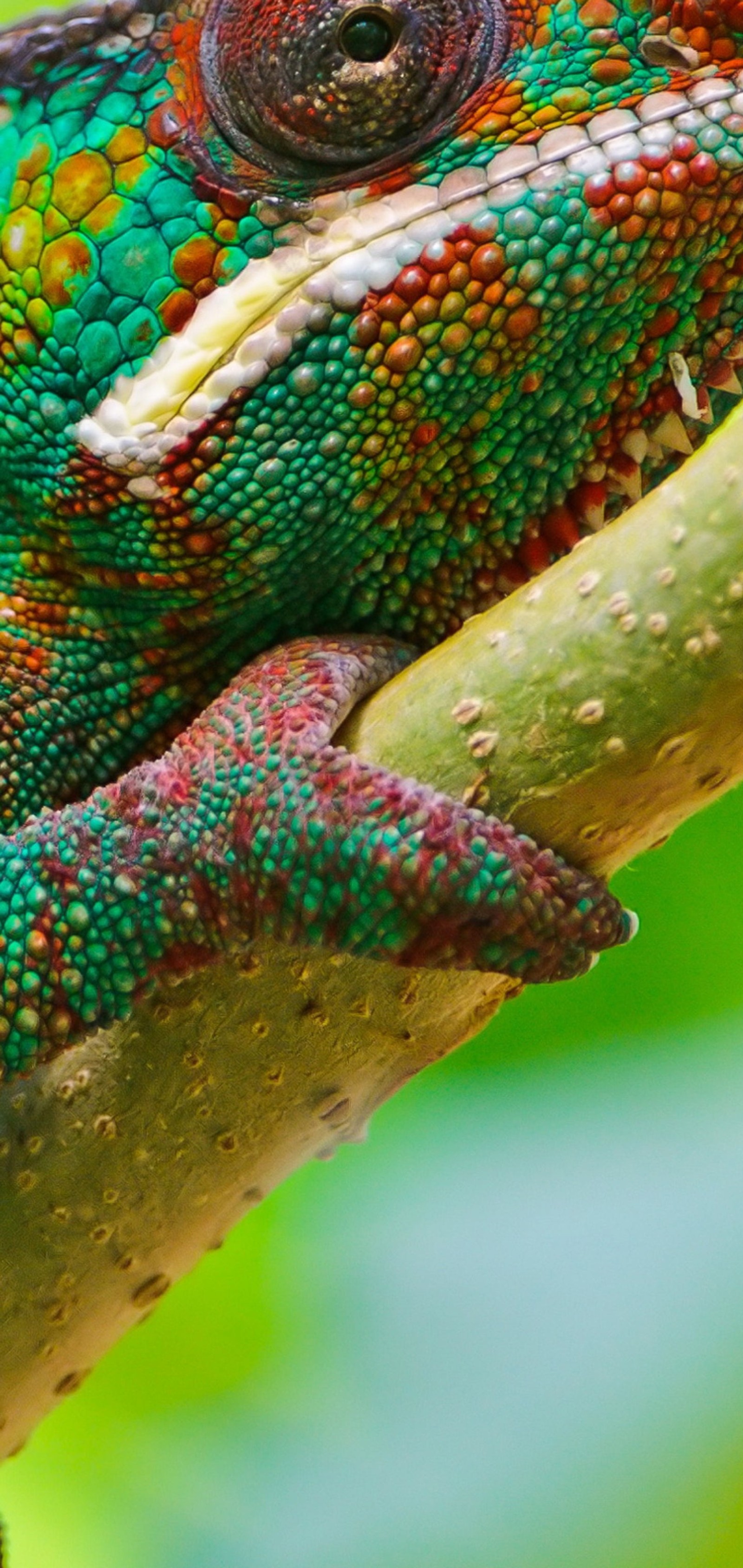 Araffe sitting on a branch with a green background (animal, chameleon, green, plus)