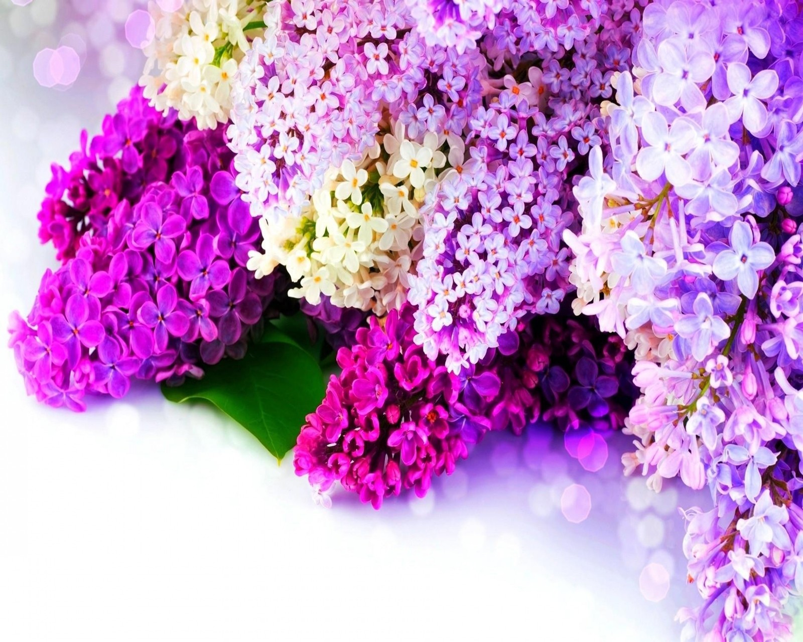 Des fleurs lilas et blanches sont arrangées en bouquet (beauté, floraison, fleurs, dieu, lilas)