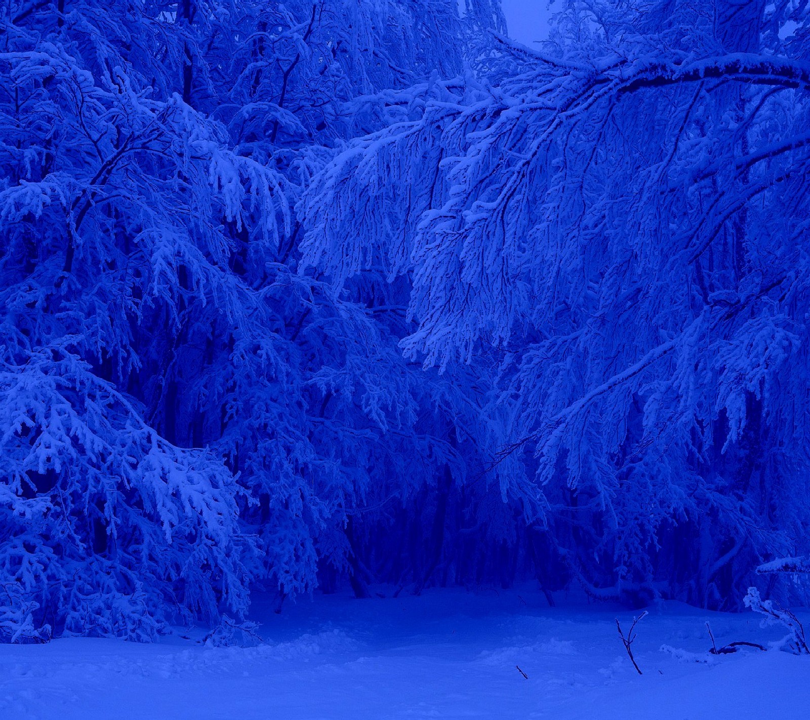 Des arbres enneigés couverts de neige et un ciel bleu (hiver)