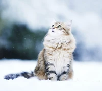 Flauschige Katze, die nach oben in eine verschneite Landschaft schaut