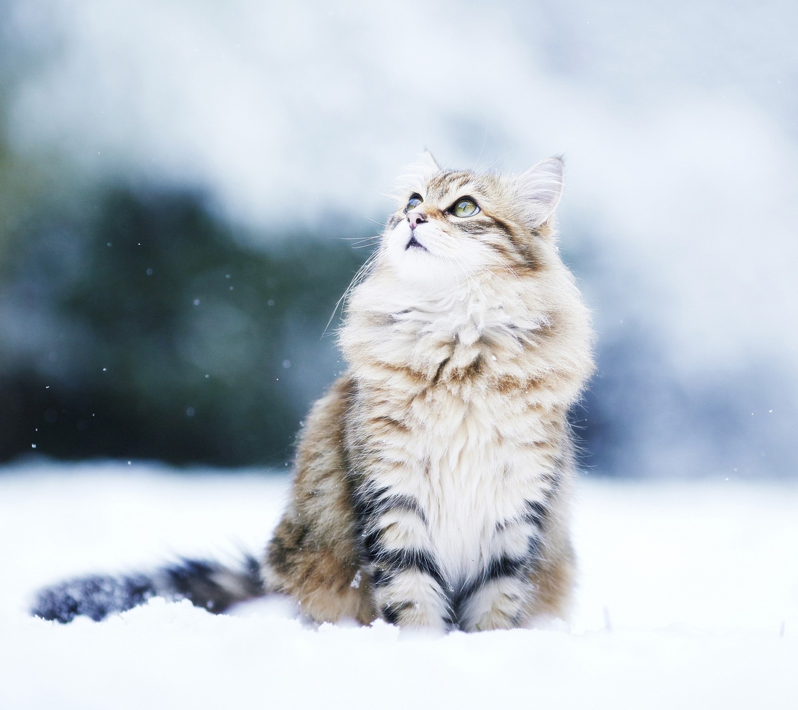 Скачать обои кот, милый кот, hd, looking cute cat