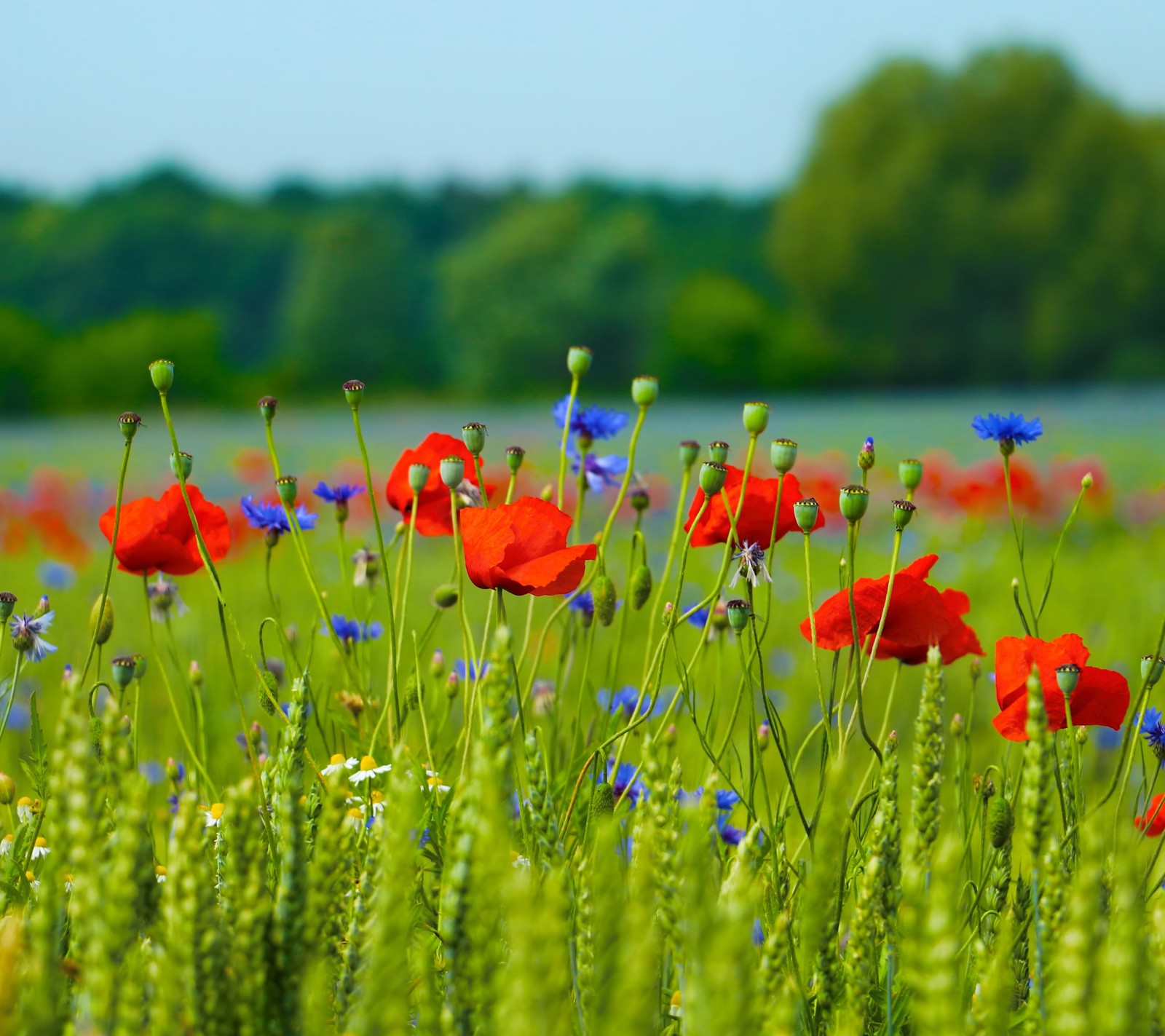 Es gibt viele rote blumen auf einem feld mit grünem gras (blumen, natur, mohn, rot)