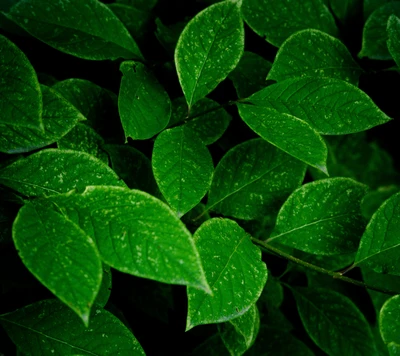 Vibrant Green Leaves in Natural Harmony