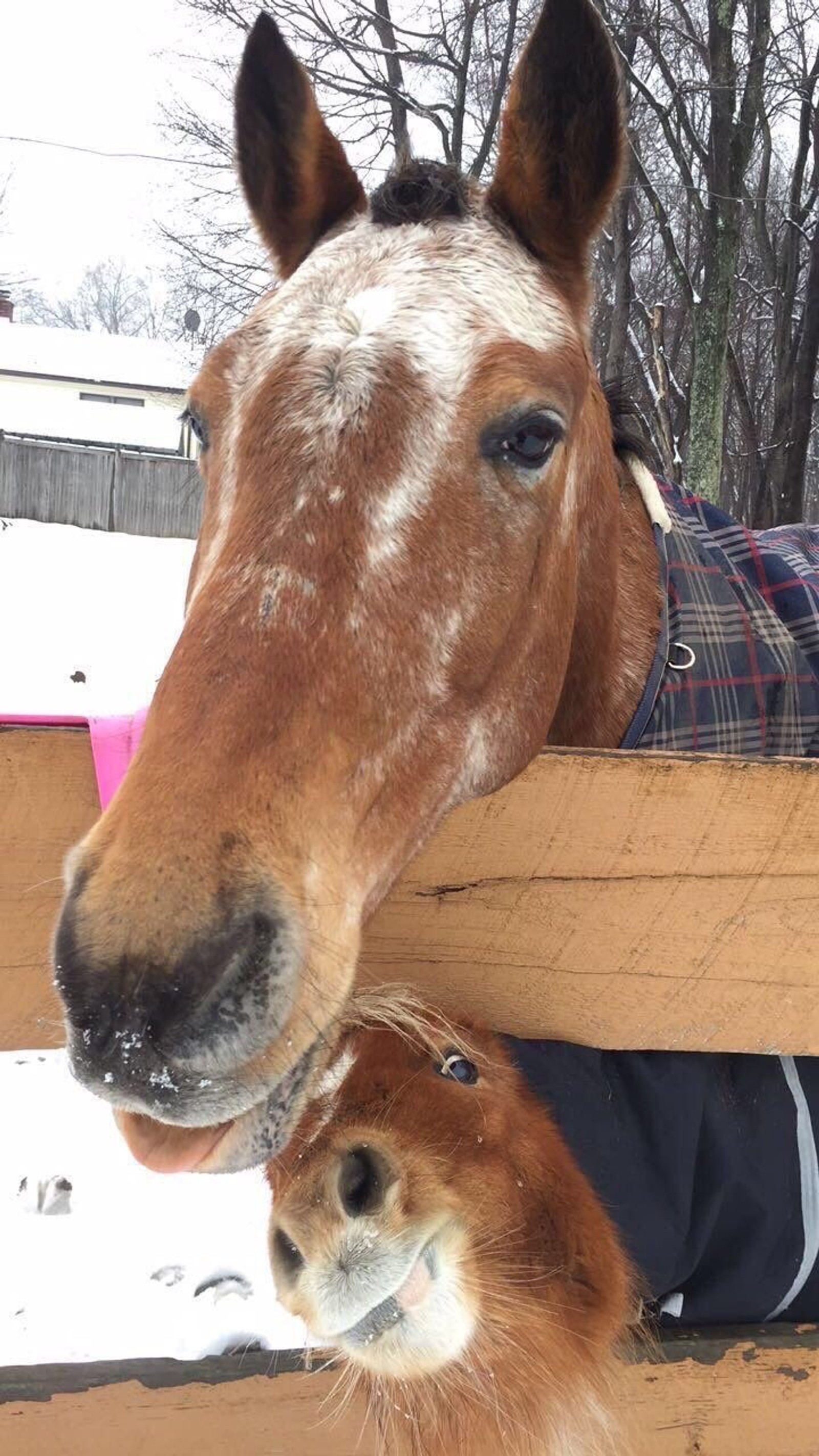 There is a horse and a baby horse standing behind a fence (animals, horse, wild)