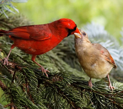 Cardinaux partageant un moment tendre