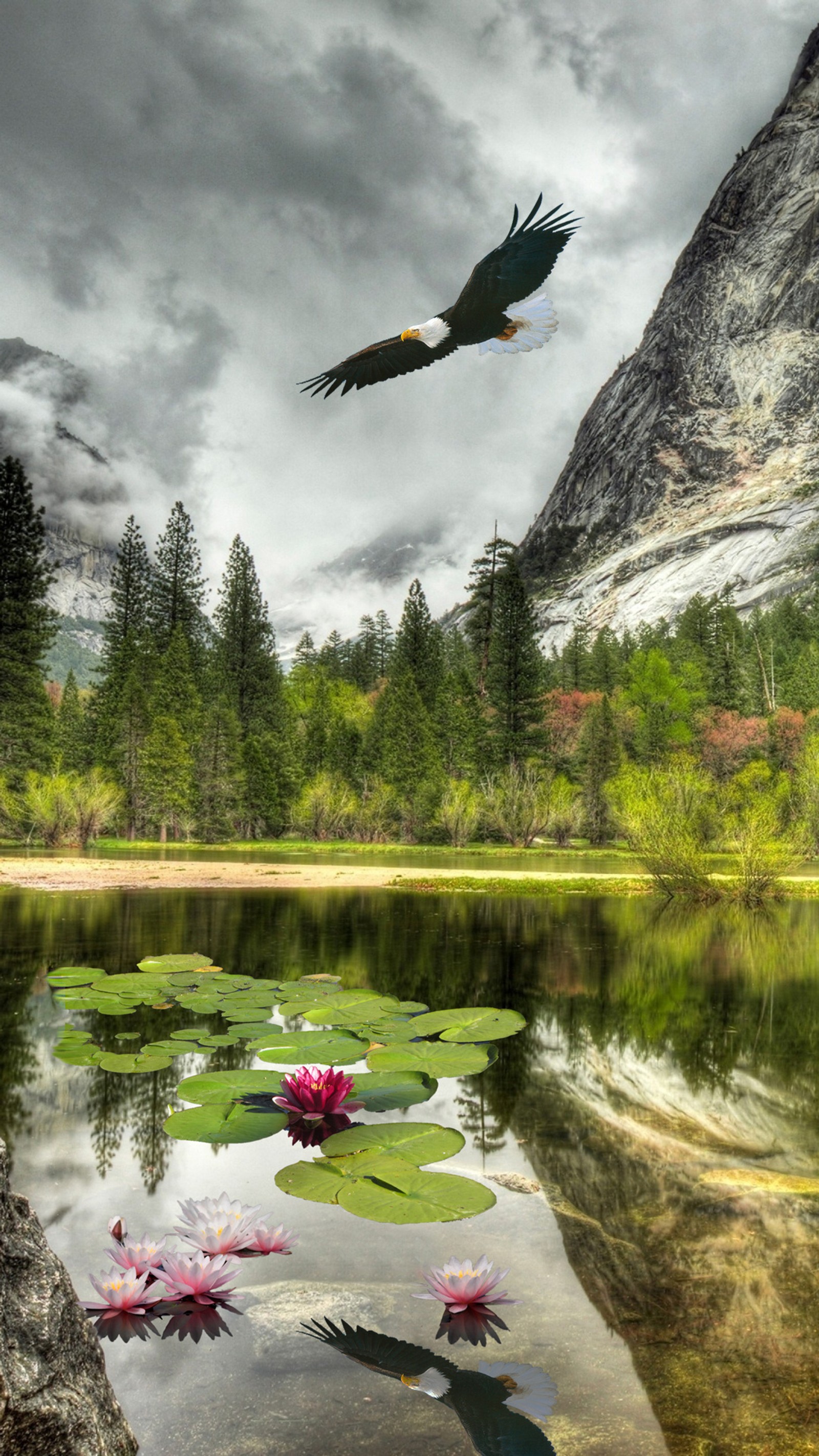 Téléchargez le fond d'écran oiseau, nuages, aigle, fleur, lac