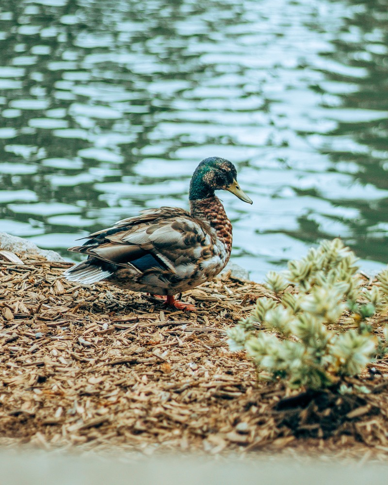 There is a duck that is sitting on the ground by the water (duck, river, animal, nature, zedgehunt)