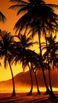 Silhouette de palmiers au coucher de soleil tropical