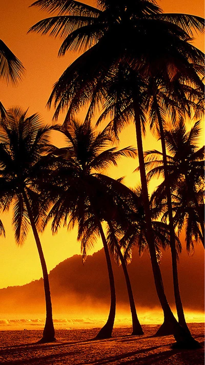 Silhouette de palmiers au coucher de soleil tropical