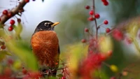 oiseau, bec, rouge gorge, oiseau perché, perroquet