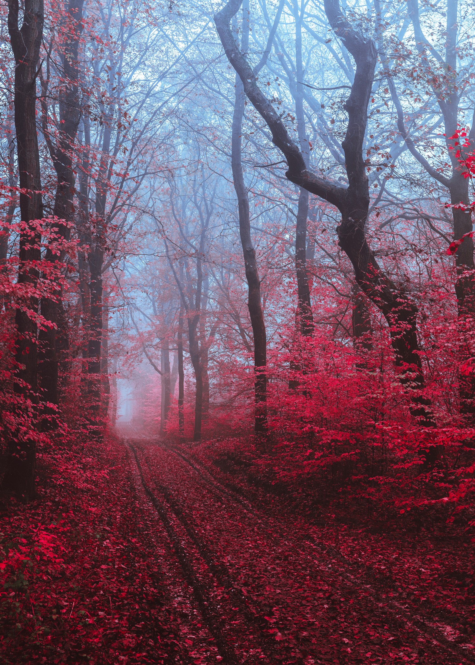 Arafed view of a path in a forest with red leaves (tree, red, nature, natural landscape, natural environment)