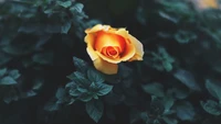 Rose jaune vibrante au milieu d'un feuillage vert luxuriant