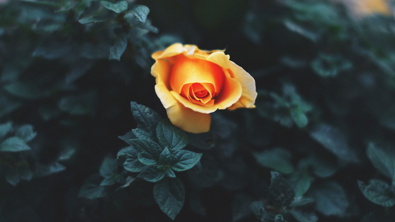 A close up of a yellow rose with green leaves in the background (rose, flowers, nature)