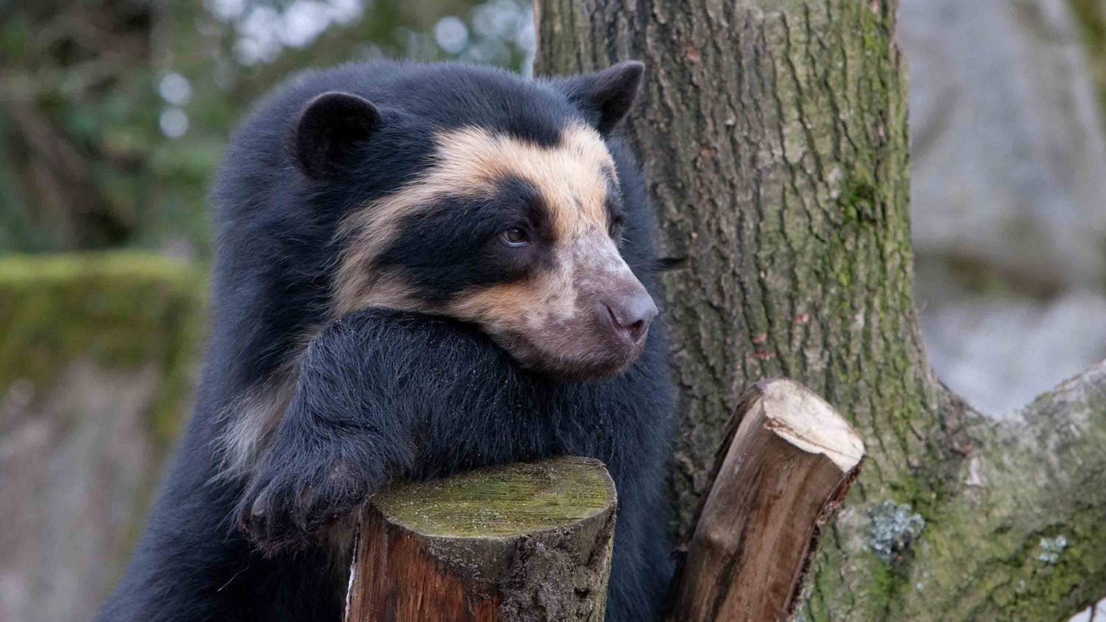 Un ours noir assis sur une souche d'arbre (ours noir américain, animal terrestre, ours, faune, museau)