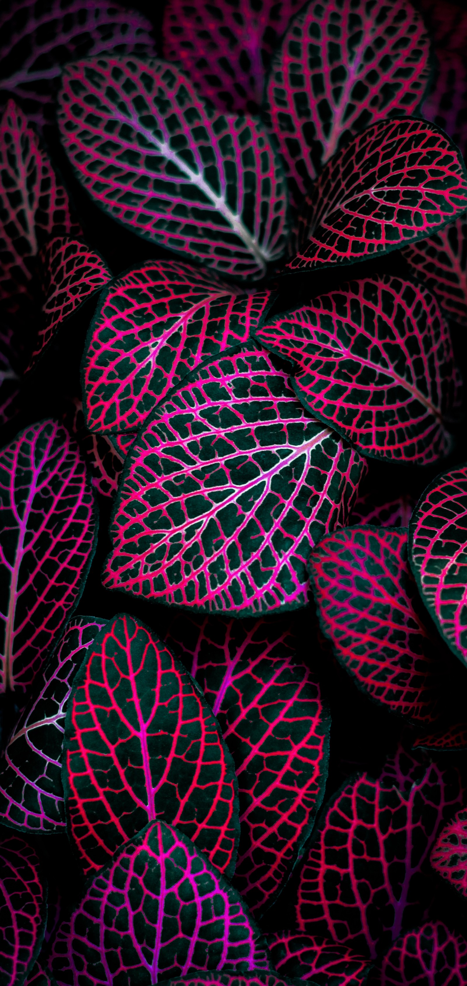 plant, pink, terrestrial plant, art, magenta wallpaper