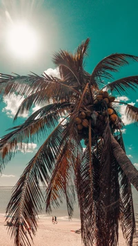 Sunlit Palm Tree with Coconuts Against a Cloudy Sky