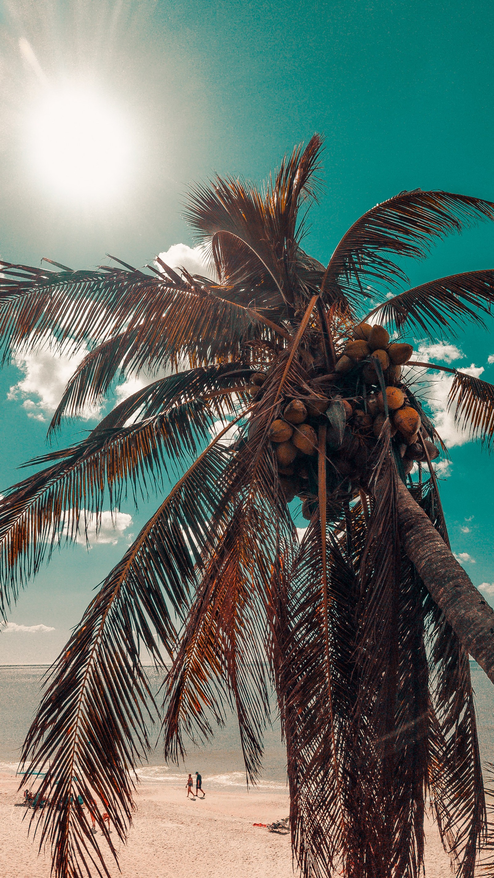 Il y a un palmier sur la plage avec un ciel bleu (noix de coco, arbre, lumière, monde, plante terrestre)