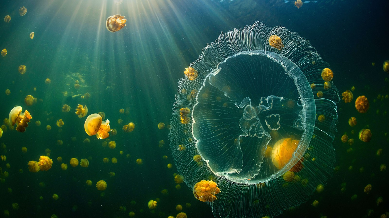 Medusas nadando en el océano con el sol brillando a través de ellas (medusa, raja ampat islands, subacuático, luz solar, medusas)