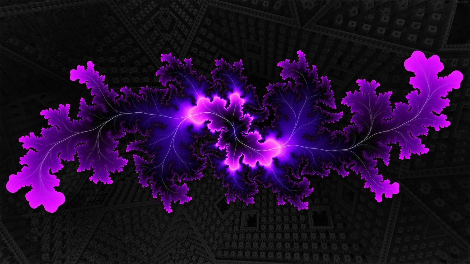 Cadres violets et noirs cadres cadres cadres cadres cadres (violet, art fractal, rose, magenta, plante)