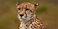 cheetah, closeup, ultrawide, wild animal, animals wallpaper