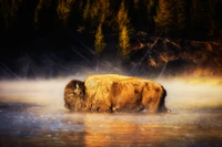 american bison, nature, water, natural landscape, rock wallpaper